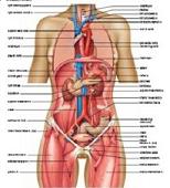 Organs of the body